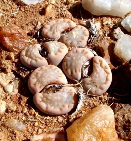 Lithops julii subsp. fulleri