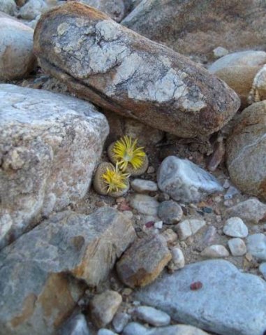 Lithops