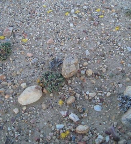 Lithops localis