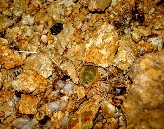 Lithops naureeniae