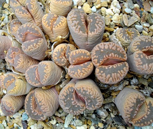 Lithops otzeniana