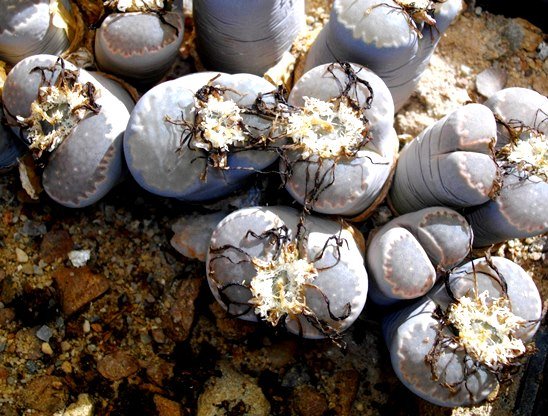 Lithops salicola