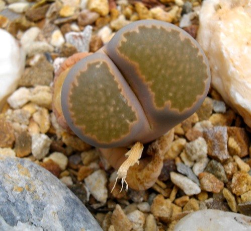 Lithops salicola vestigial islands