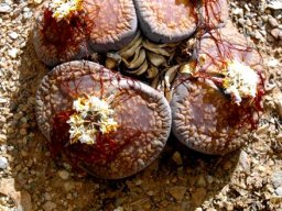Lithops aucampiae subsp. euniceae var. euniceae