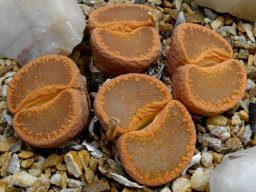 Lithops aucampiae subsp. aucampiae