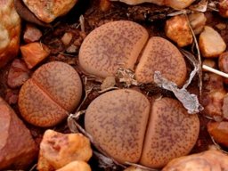 Lithops aucampiae subsp. aucampiae var. koelemanii 