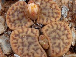 Lithops bromfieldii var. mennellii