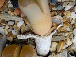 Lithops helmutii