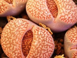 Lithops hookeri