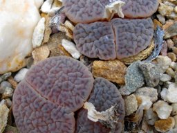 Lithops hookeri var. marginata doubtful pairs