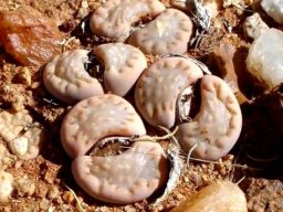 Lithops julii subsp. fulleri