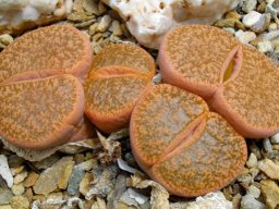 Lithops lesliei subsp. lesliei glossy green