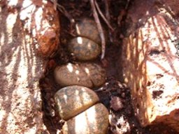 Lithops lesliei subsp. lesliei