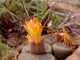Lithops lesliei subsp. lesliei flowering