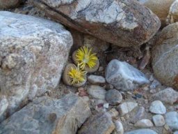 Lithops