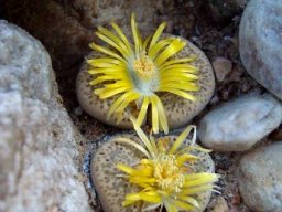 Lithops localis flowers