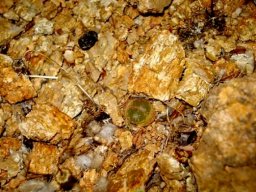 Lithops naureeniae