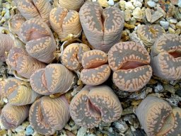 Lithops otzeniana