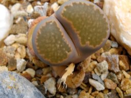 Lithops salicola vestigial islands