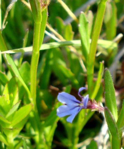 Lobelia anceps leaves