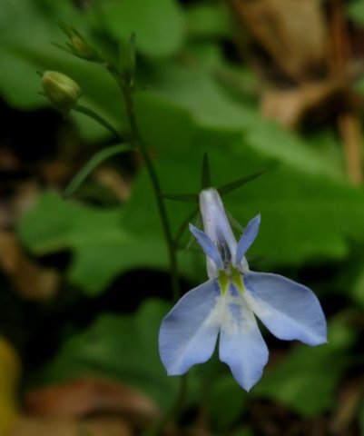 Lobelia anceps flower
