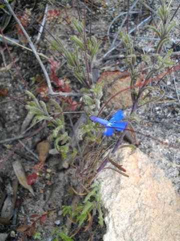 Lobelia chamaepitys leaves