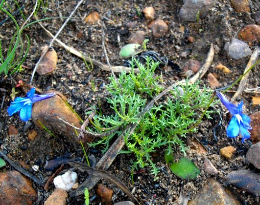 Lobelia coronopifolia leaves
