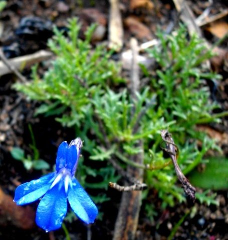 Lobelia coronopifolia flower
