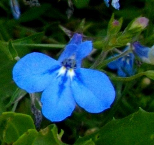 Lobelia cuneifolia var. cuneifolia flower