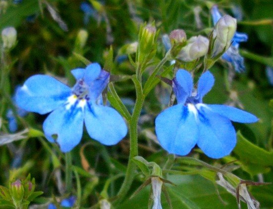 Lobelia cuneifolia var. cuneifolia flowering stem-tip