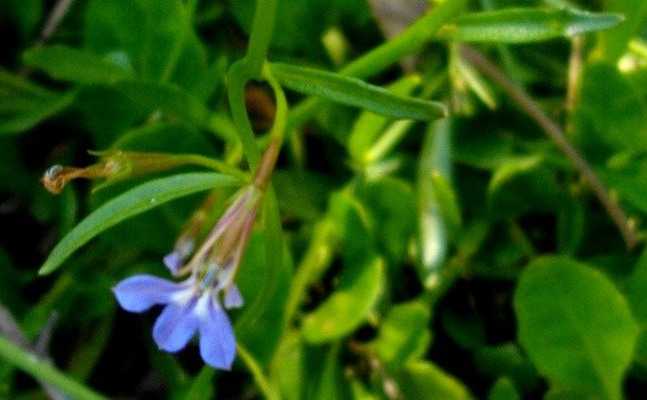 Lobelia