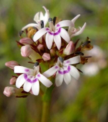 Lobelia jasionoides flower