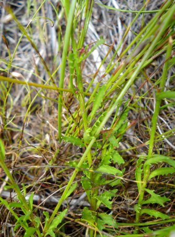 Lobelia jasionoides  leaves