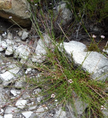 Lobelia jasionoides