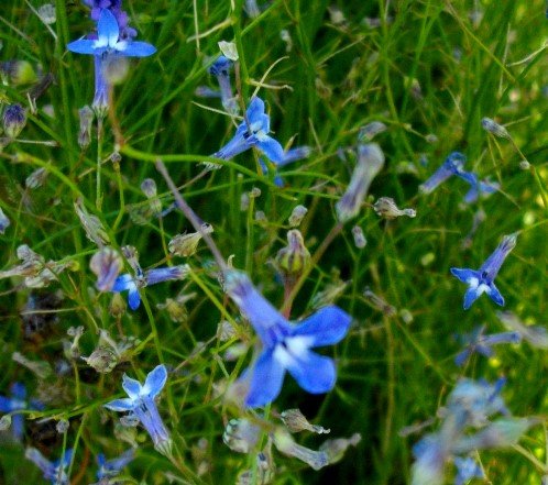 Lobelia linearis many threads