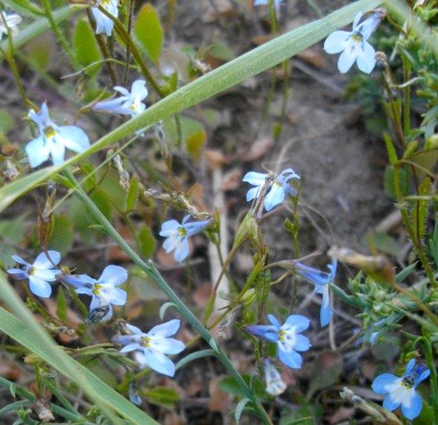Lobelia linearis