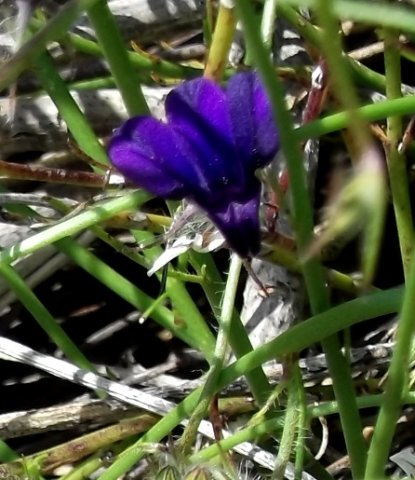 Lobelia linearis dark flower