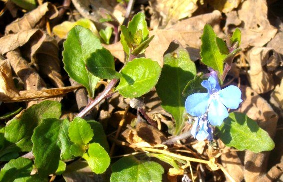 Lobelia patula