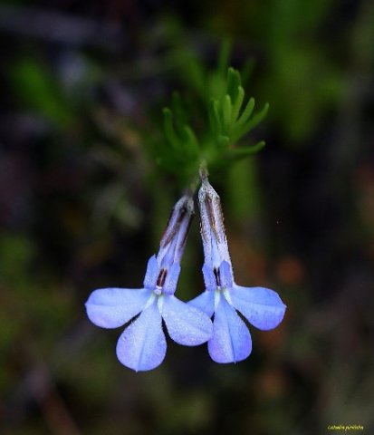 Lobelia pinifolia flowers