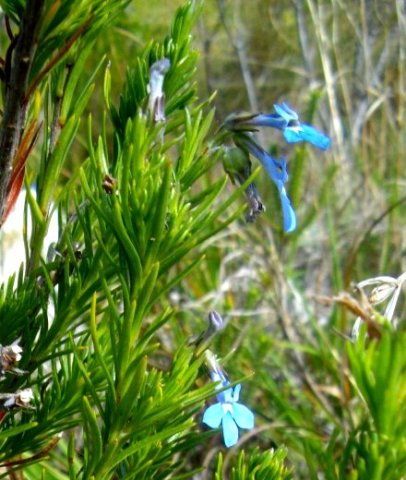 Lobelia pinifolia leaves