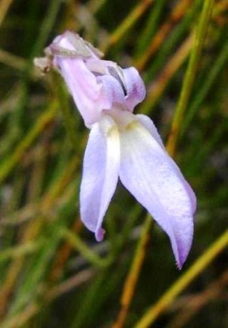 Lobelia preslii flower