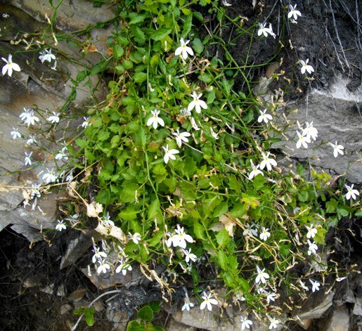 Lobelia pubescens