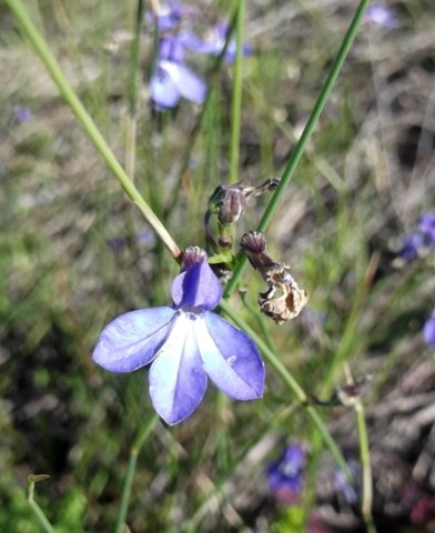 Lobelia setacea flower