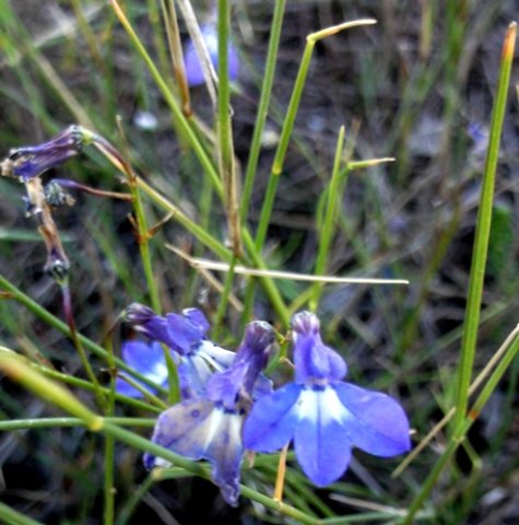 Lobelia setacea leaves
