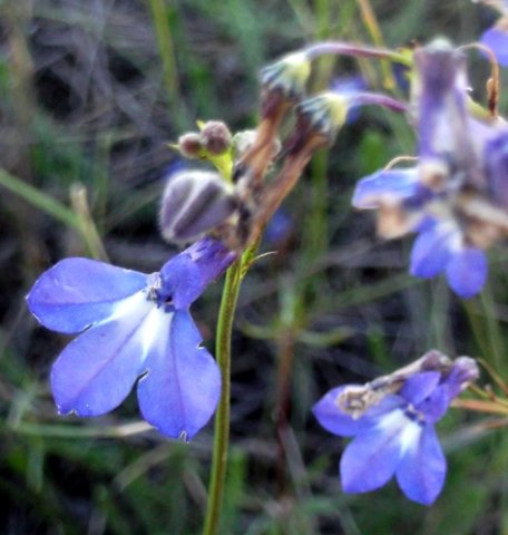 Lobelia setacea