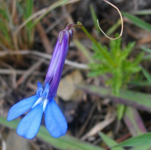 Lobelia tomentosa