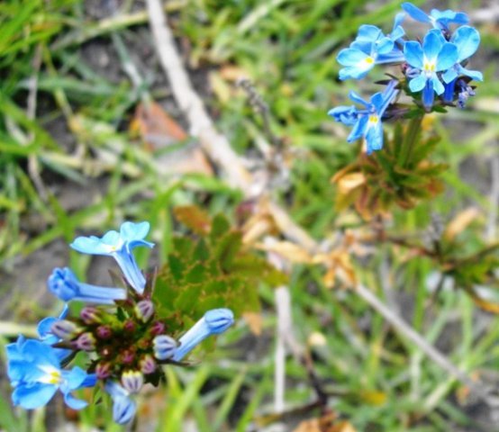 Lobelia valida