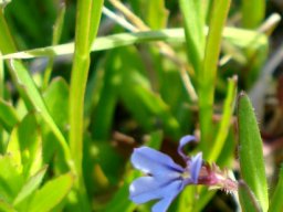 Lobelia anceps leaves