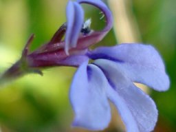Lobelia anceps flower