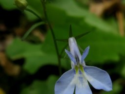 Lobelia anceps flower